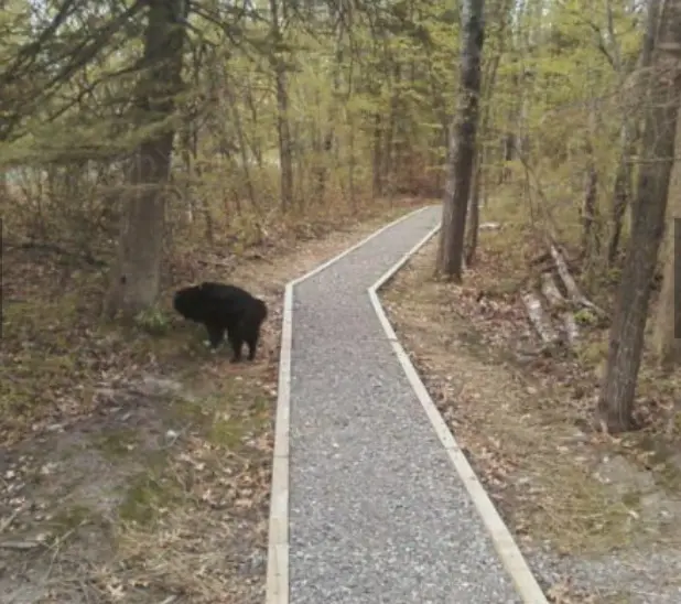 Decks & Boardwalks photo 6