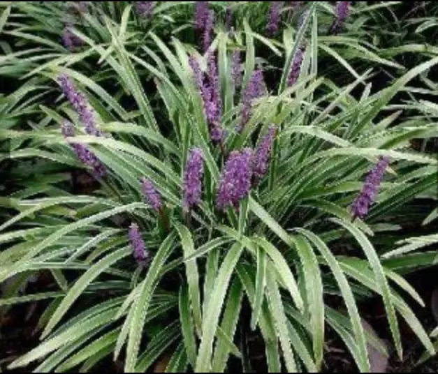 Landscaping photo 12