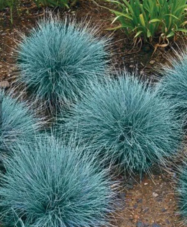 Landscaping photo 13